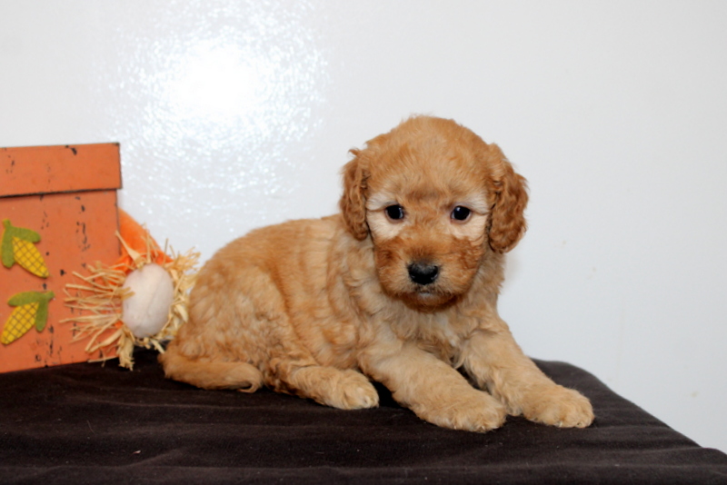 puppy, for, sale, Mini Goldendoodle F2B, Matthew B. Stoltzfus, dog, breeder, Gap, PA, dog-breeder, puppy-for-sale, forsale, nearby, find, puppyfind, locator, puppylocator, aca